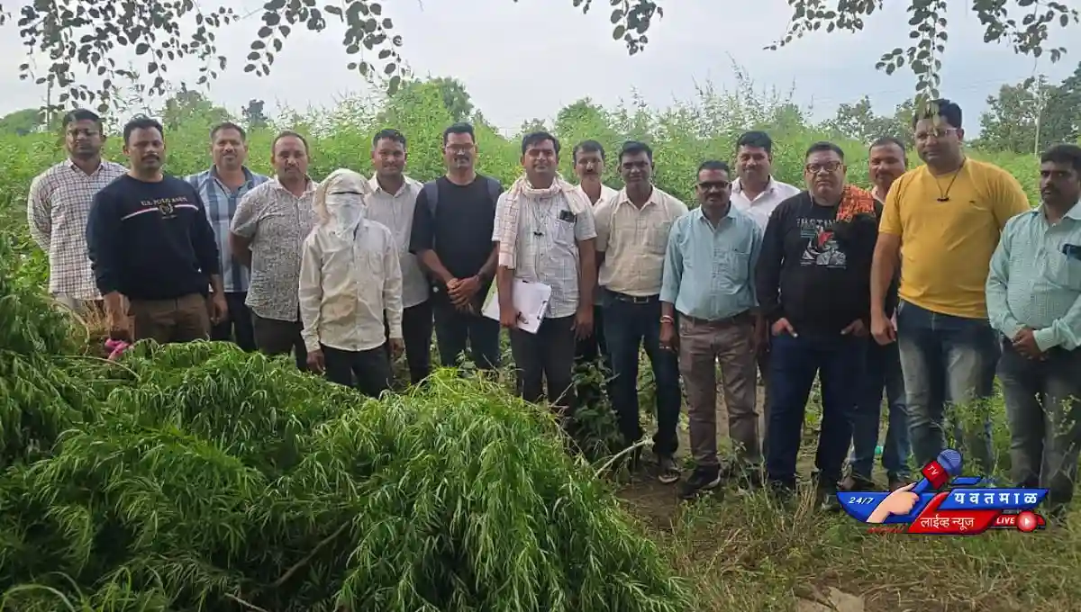 ganja zade japt yavatmal